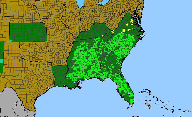 The range of Mimosa microphylla